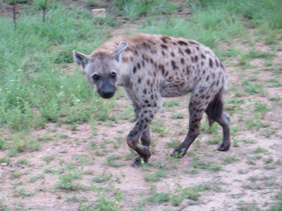 Spotted Hyena, looking very guilty., Kruger, South Africa 2013